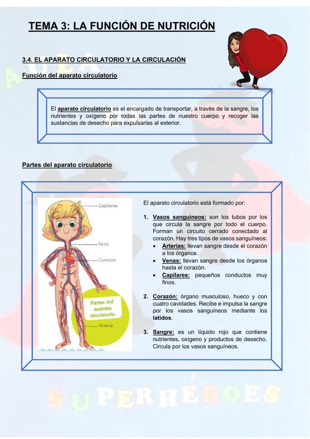 El aparato circulatorio y la circulación
