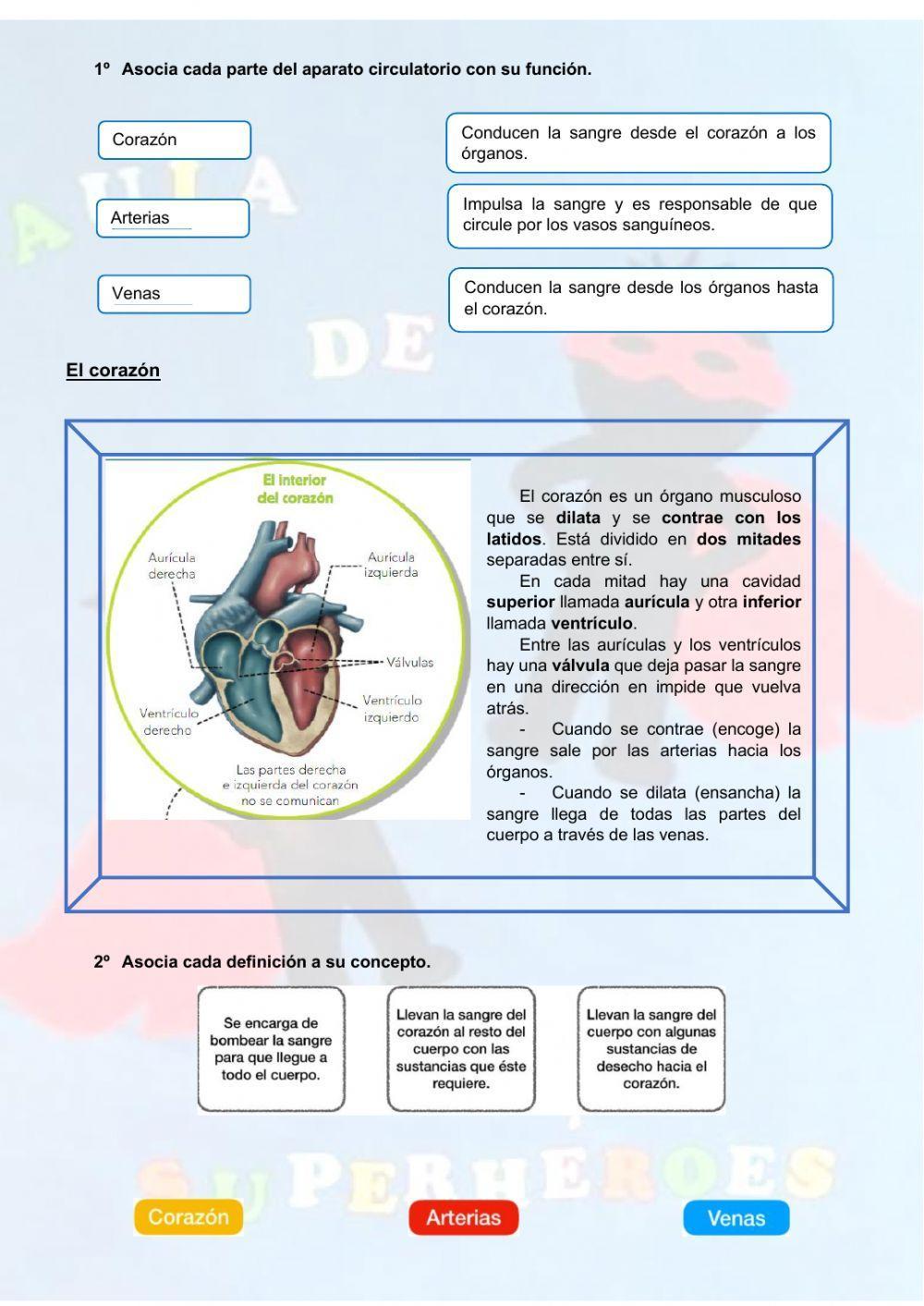 El aparato circulatorio y la circulación