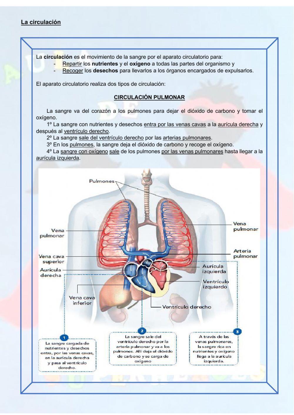 El aparato circulatorio y la circulación