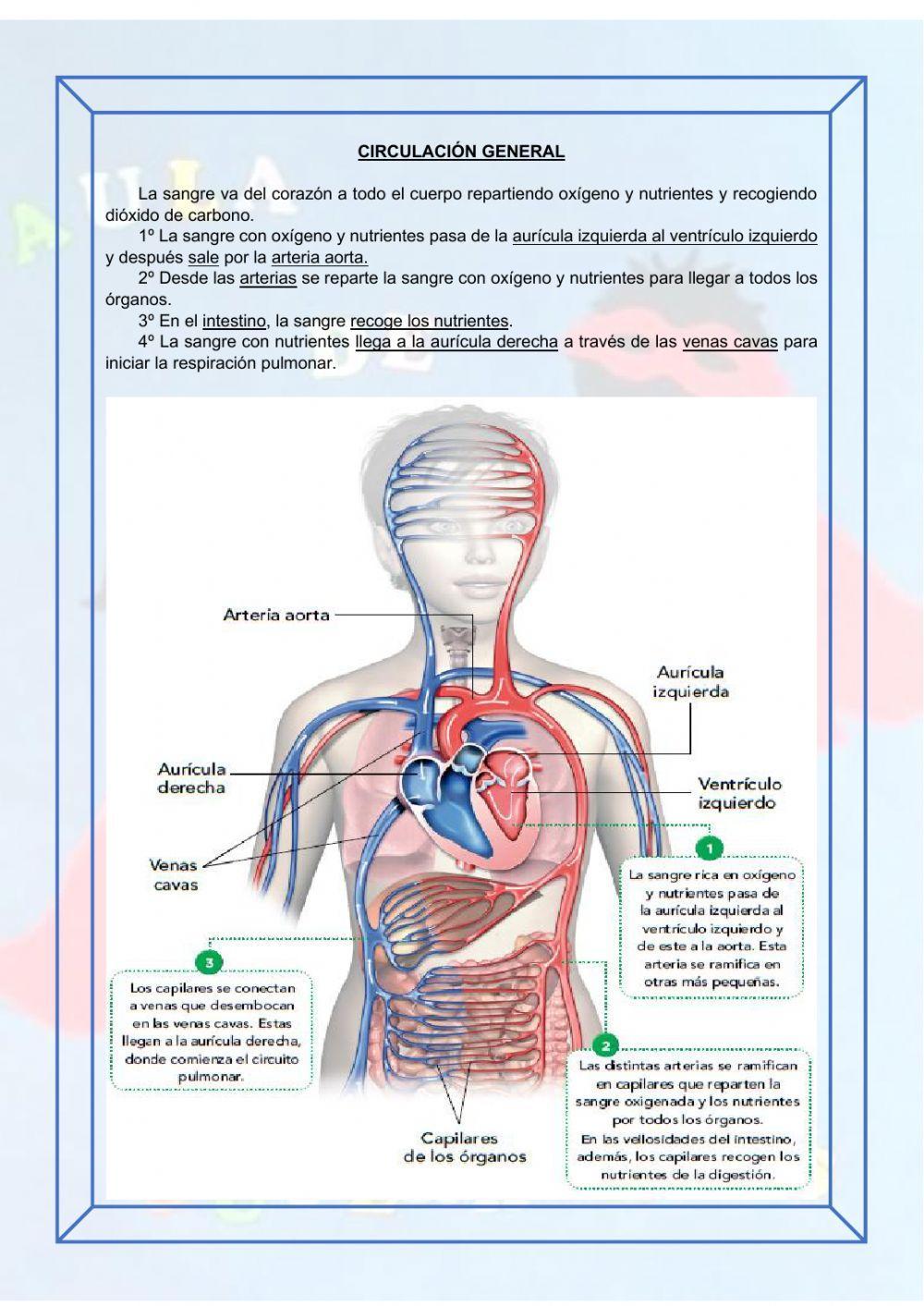 El aparato circulatorio y la circulación El aparato circulatorio y la circulación