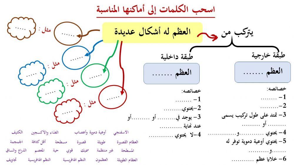 الجهاز الهيكلي - 2