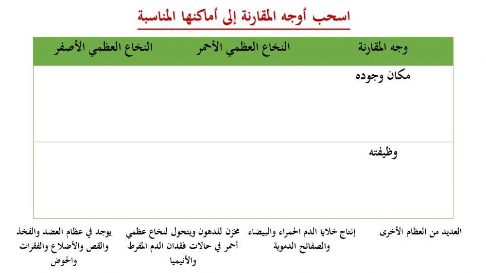 الجهاز الهيكلي - 3