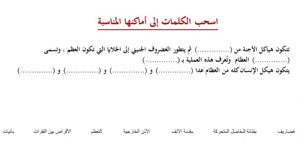 الجهاز الهيكلي - 4