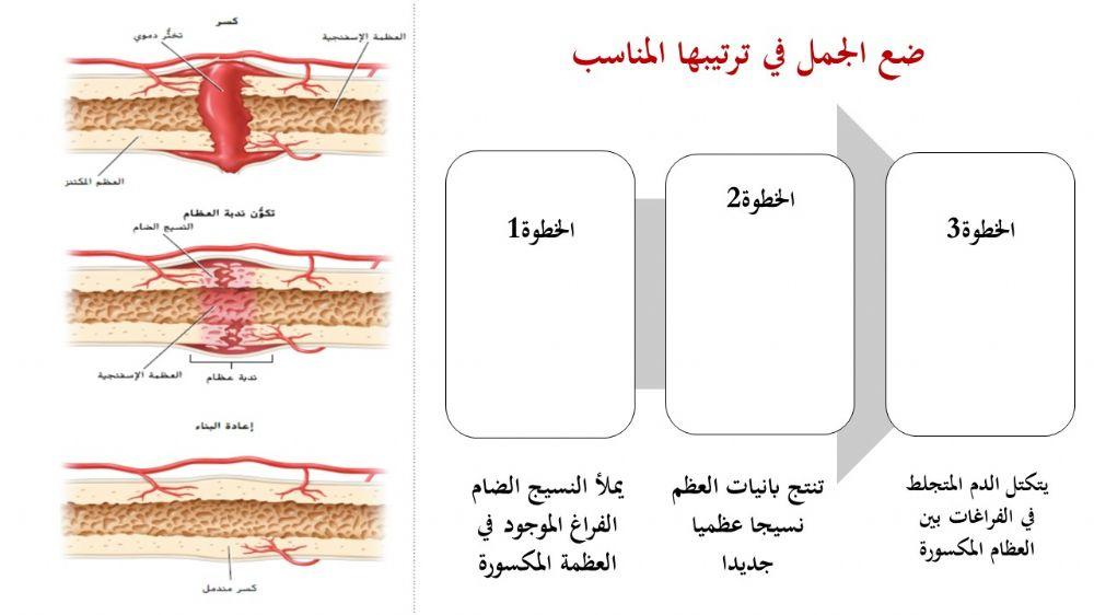 الجهاز الهيكلي - 6