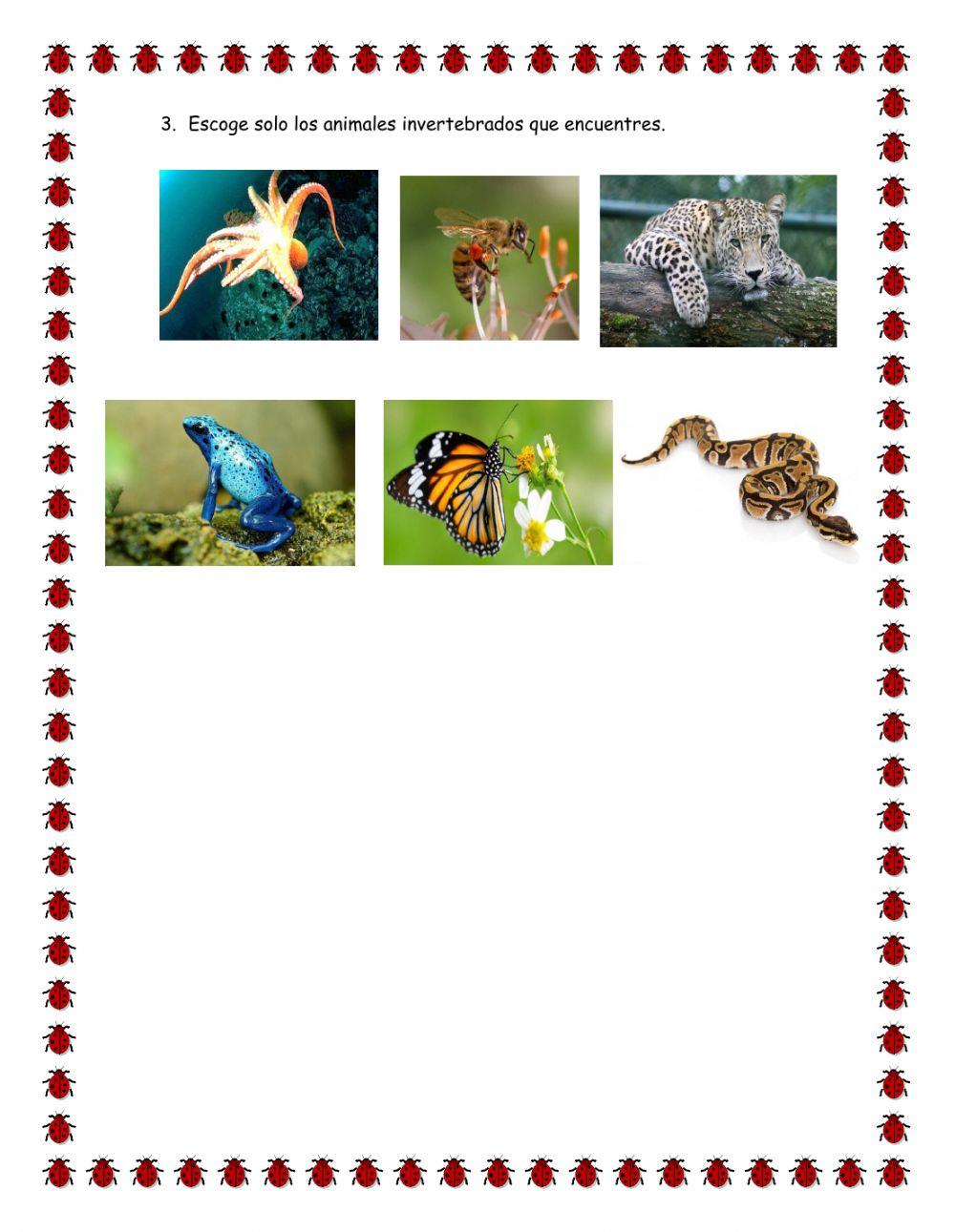 Animales invertebrados