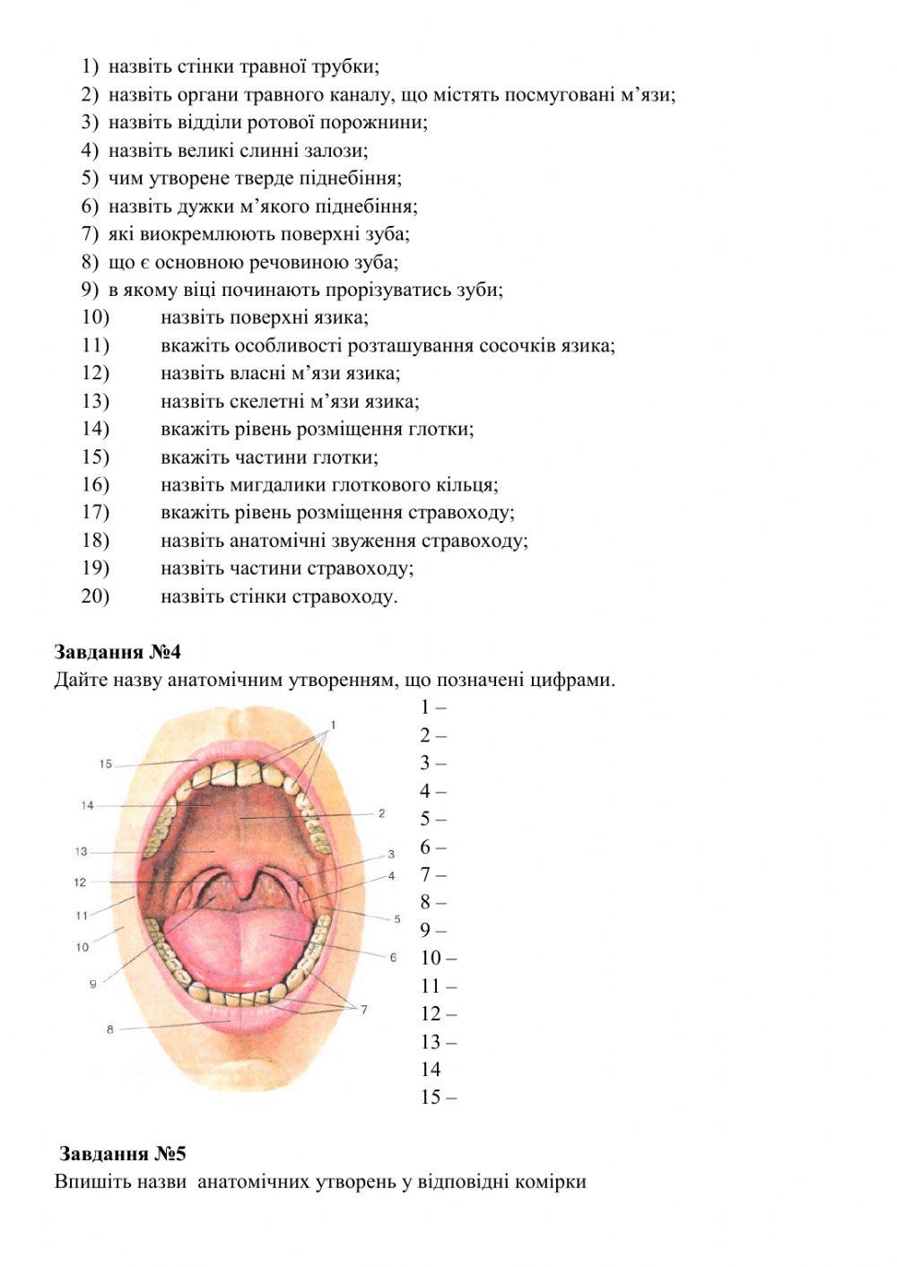 Анатомія травного каналу
