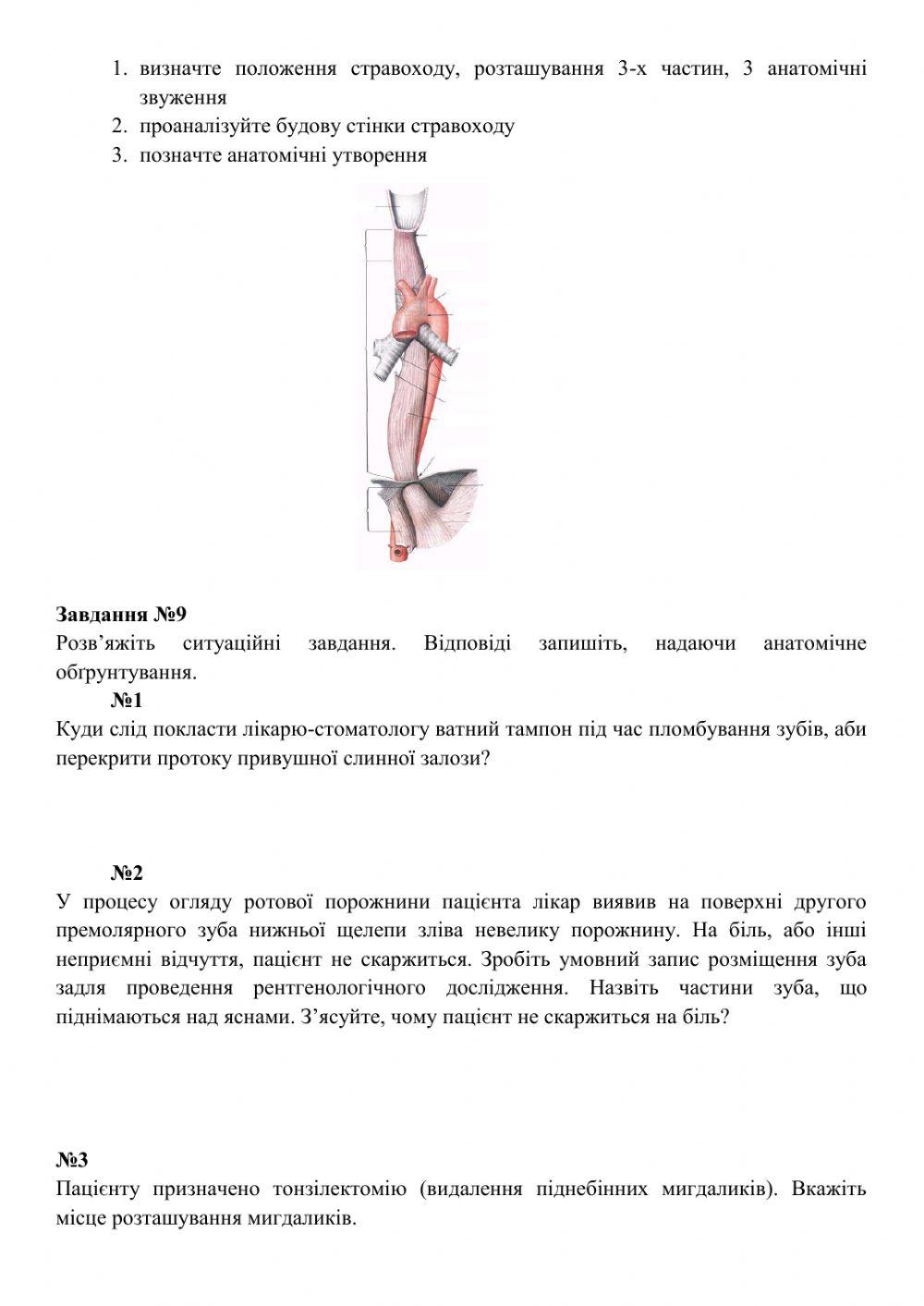 Анатомія травного каналу