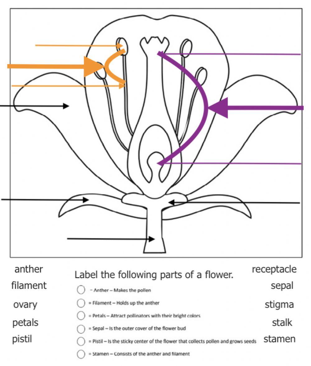 Anatomy of a Flower