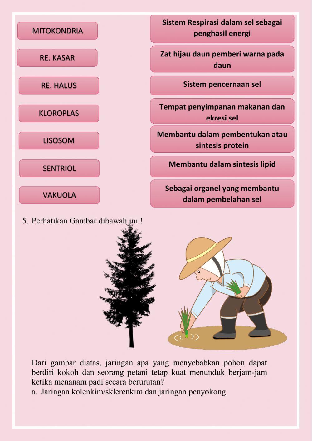 Lkpd sel dan jaringan