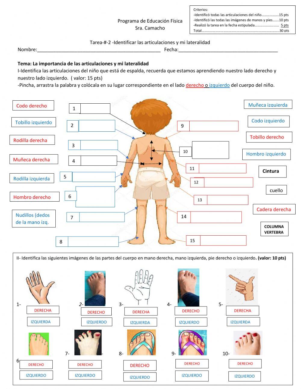 Articulaciones y lateralidad
