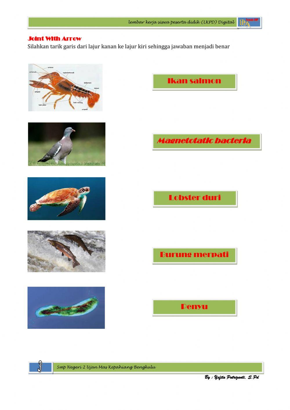 LKPD Kemagnetan pada Hewan