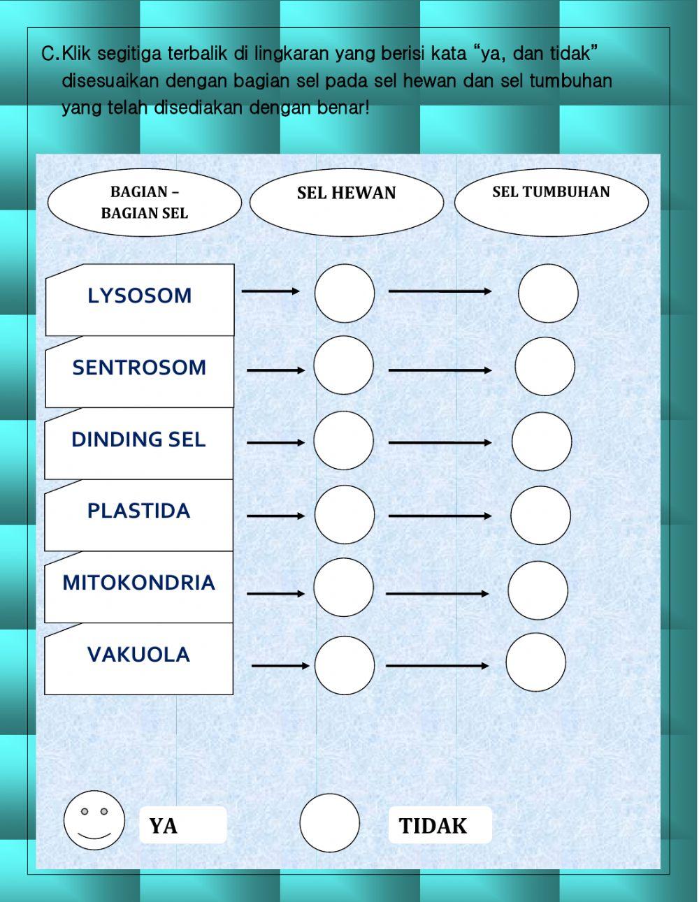 Organisasi Kehidupan Tingkat Sel