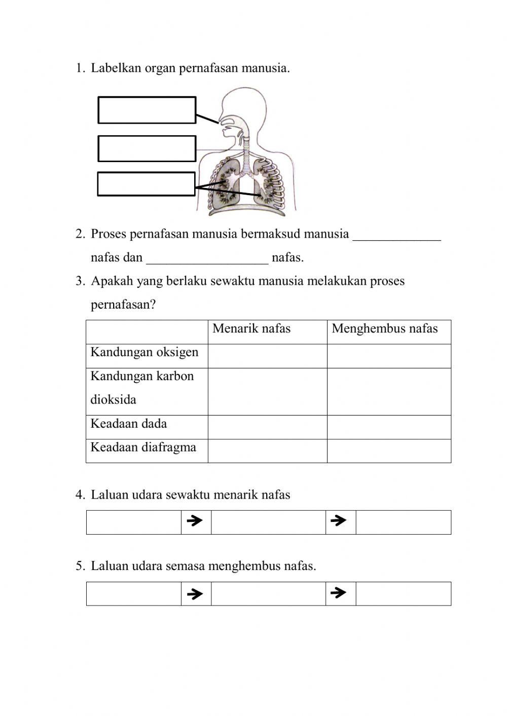Proses pernafasan manusia