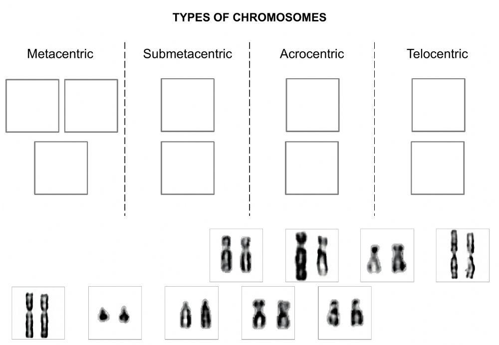 Types of chromosomes