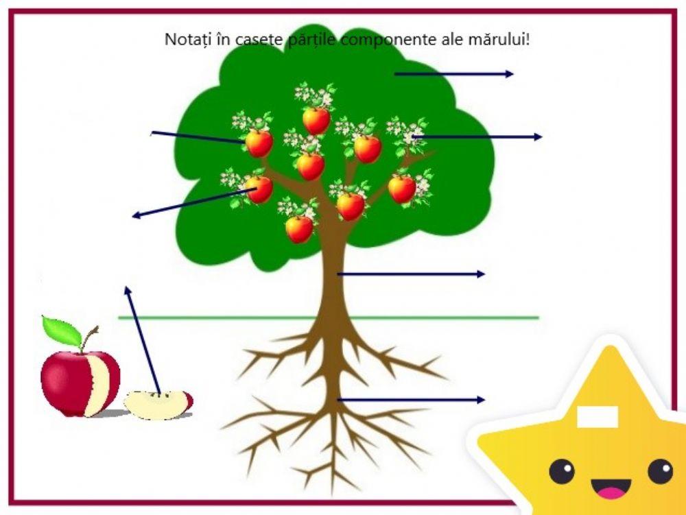 Părțile componente ale unei plante