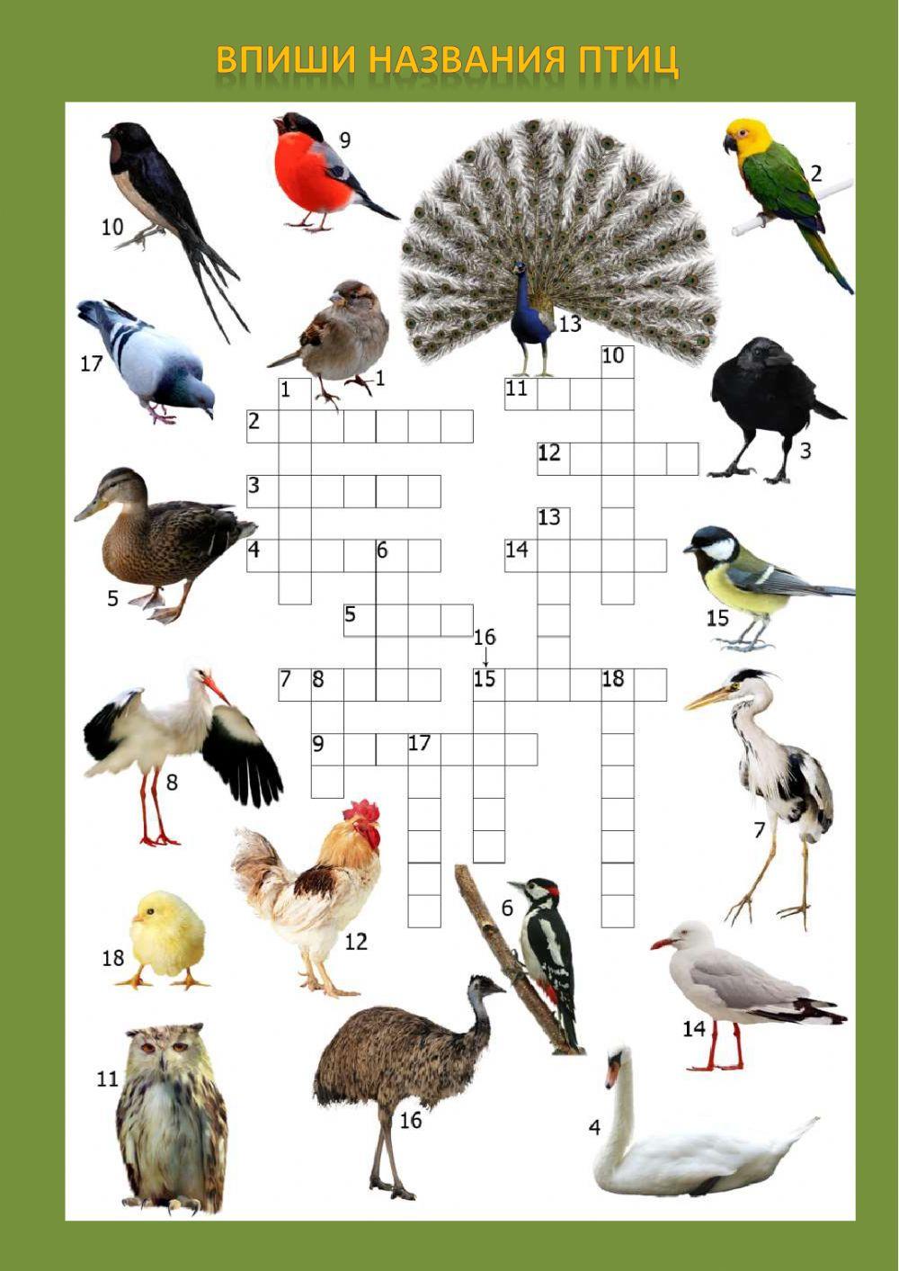 Кроссворд про птиц