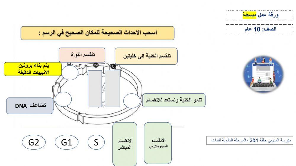 دورة حياة الخلية