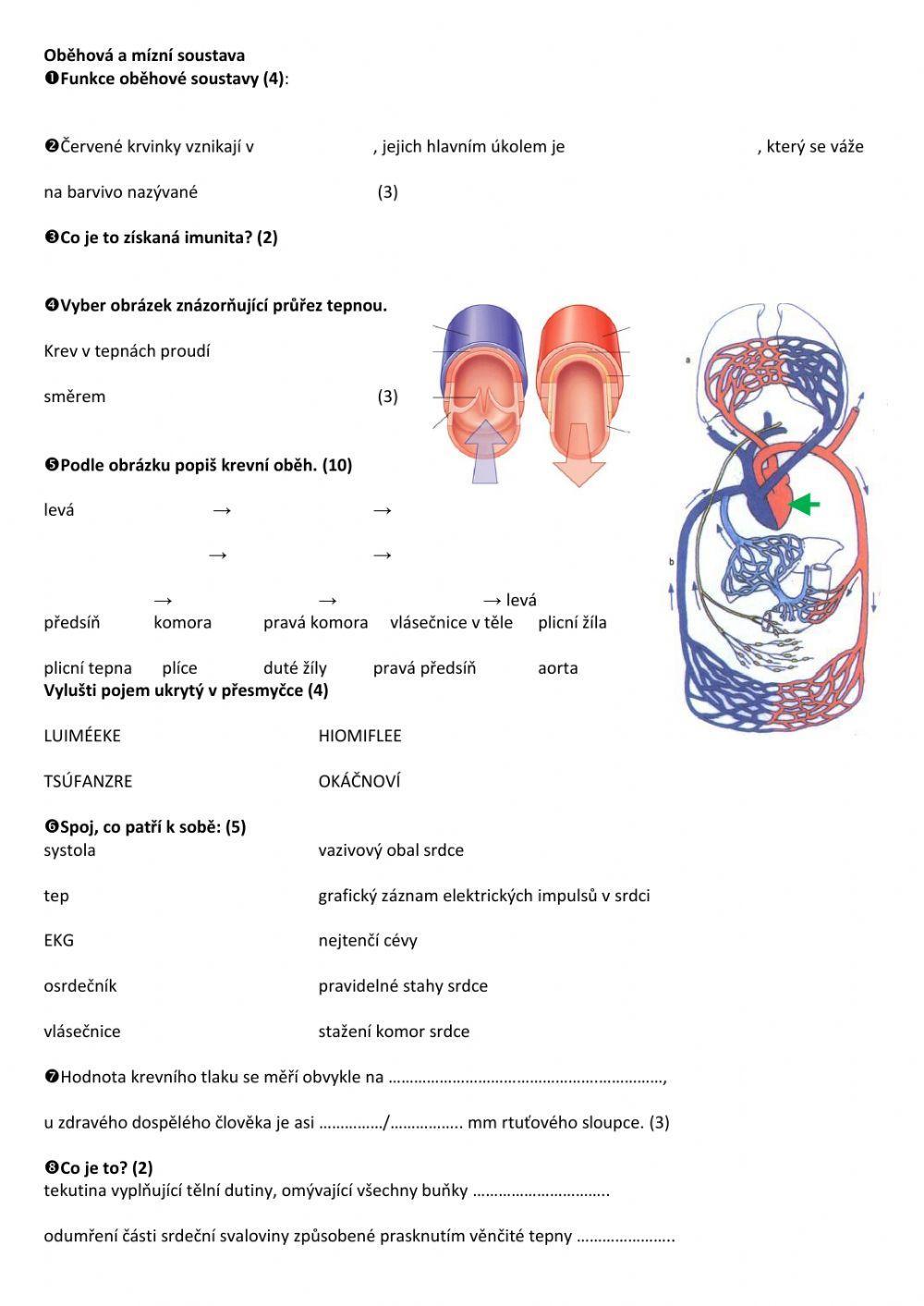 Cévní a oběhová soustava