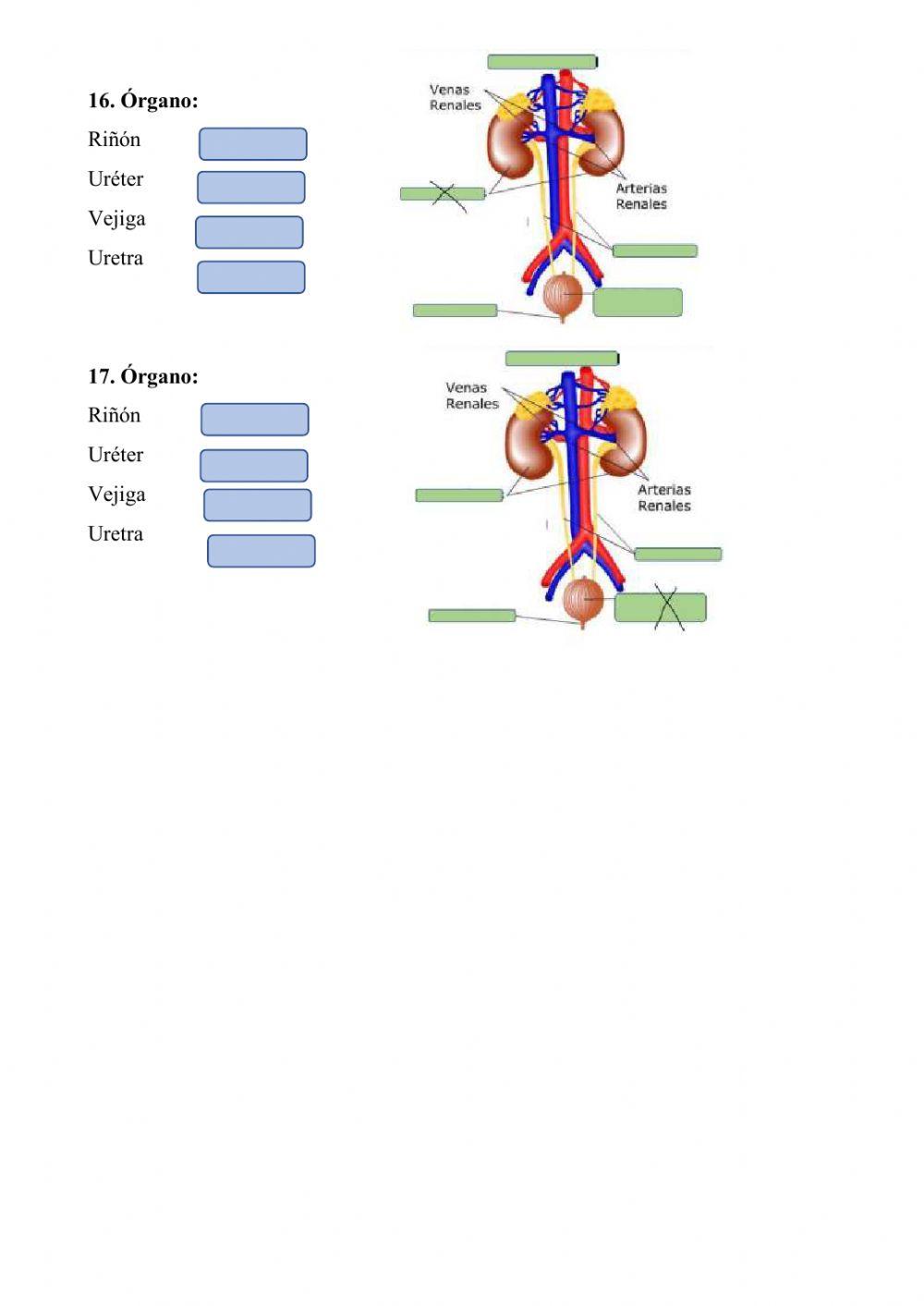 Función de reproducción y nutrición