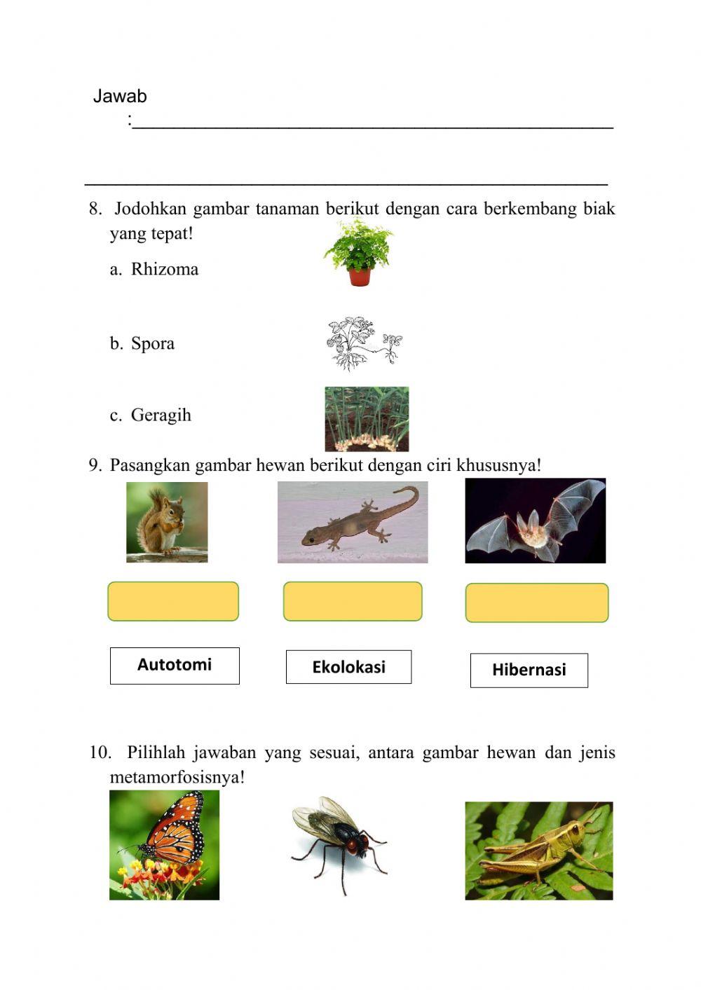 Lembar Kerja KOMED DIY