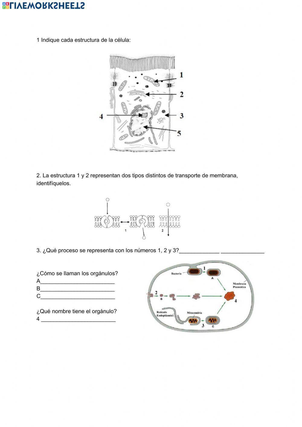 La célula y orgánulos