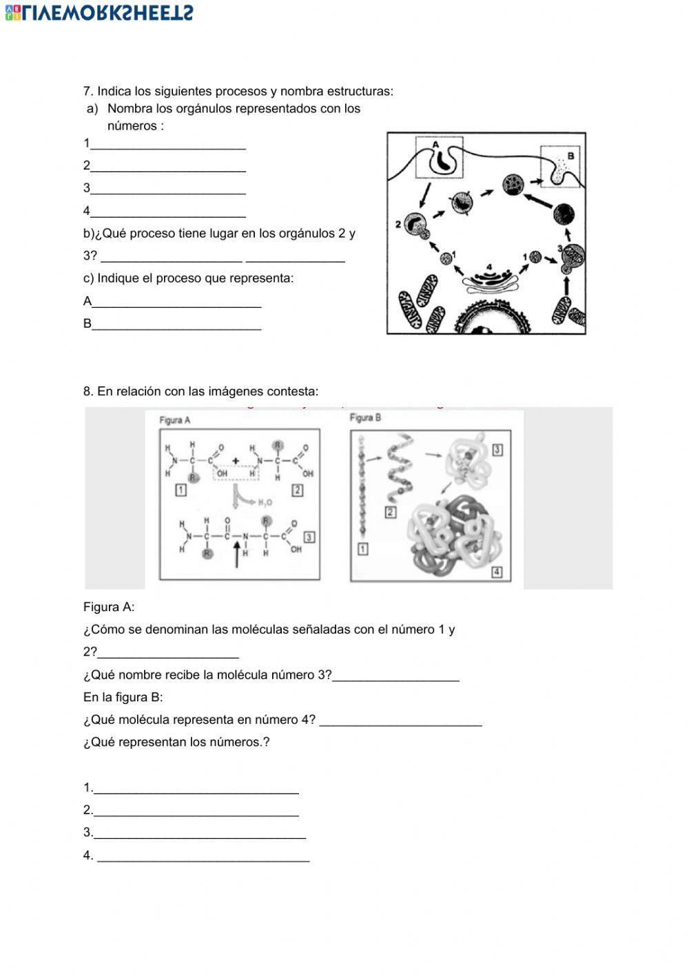 La célula y orgánulos