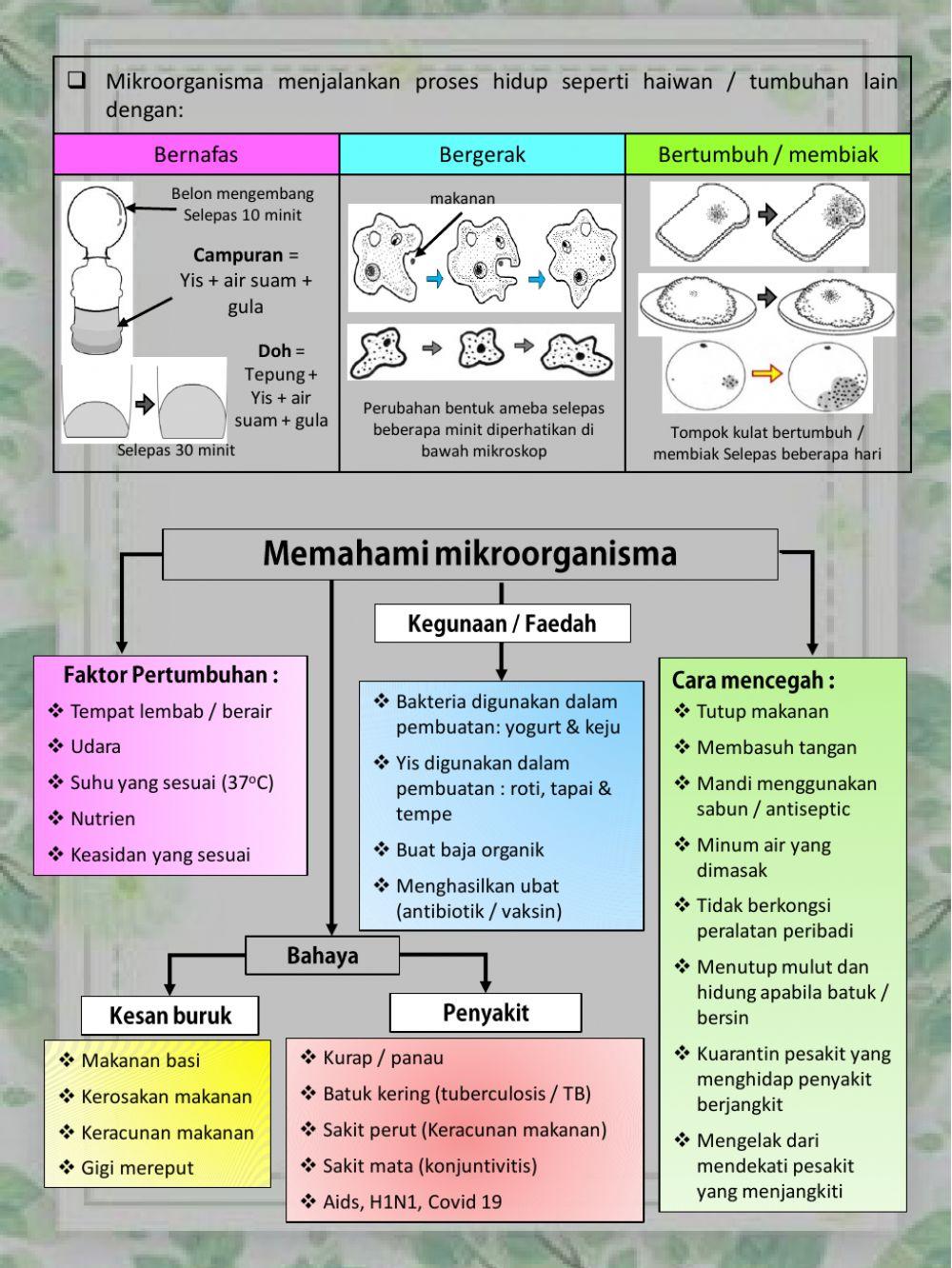 Sains Tahun 6 : Mikroorganisma