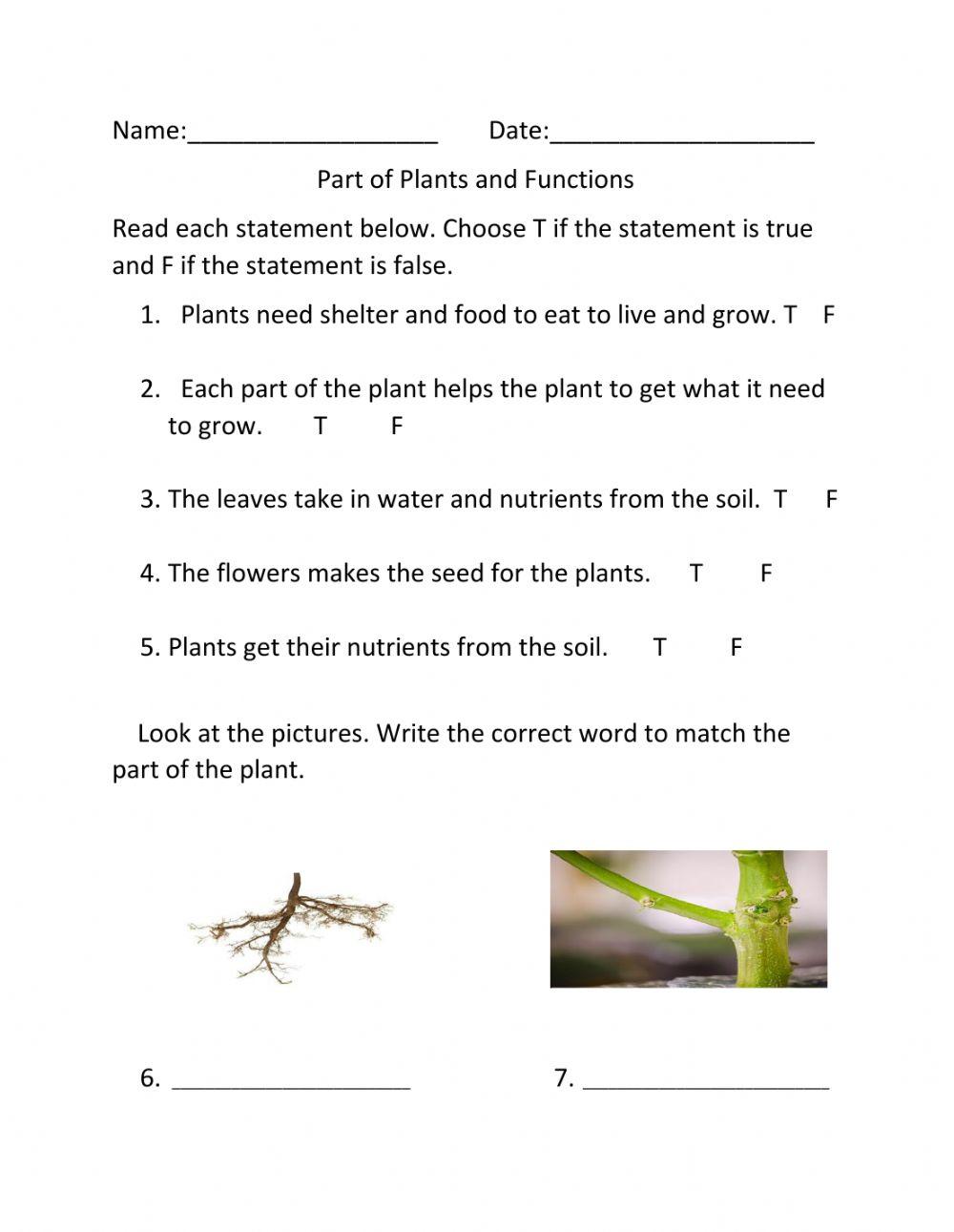 Plant Structure And Function Worksheet