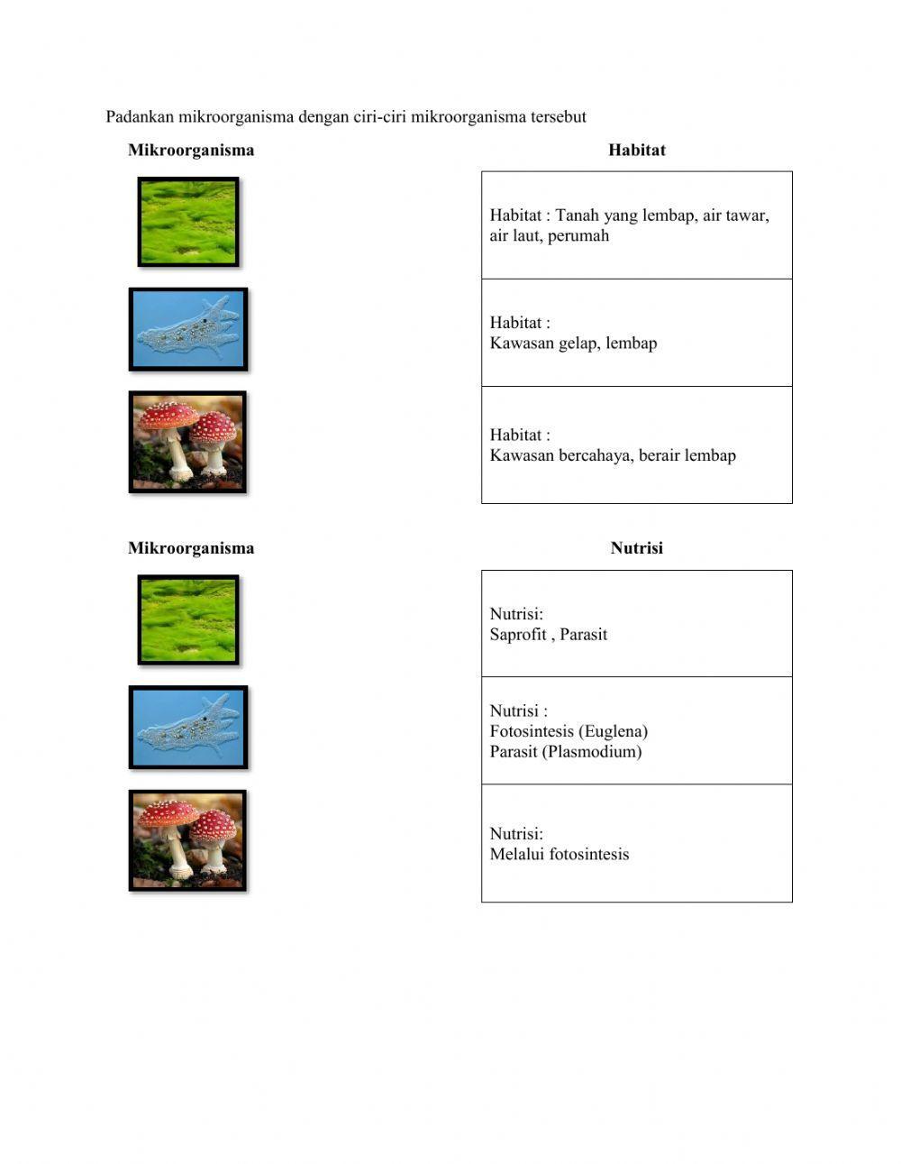 1.1 Dunia Mikroorganisma