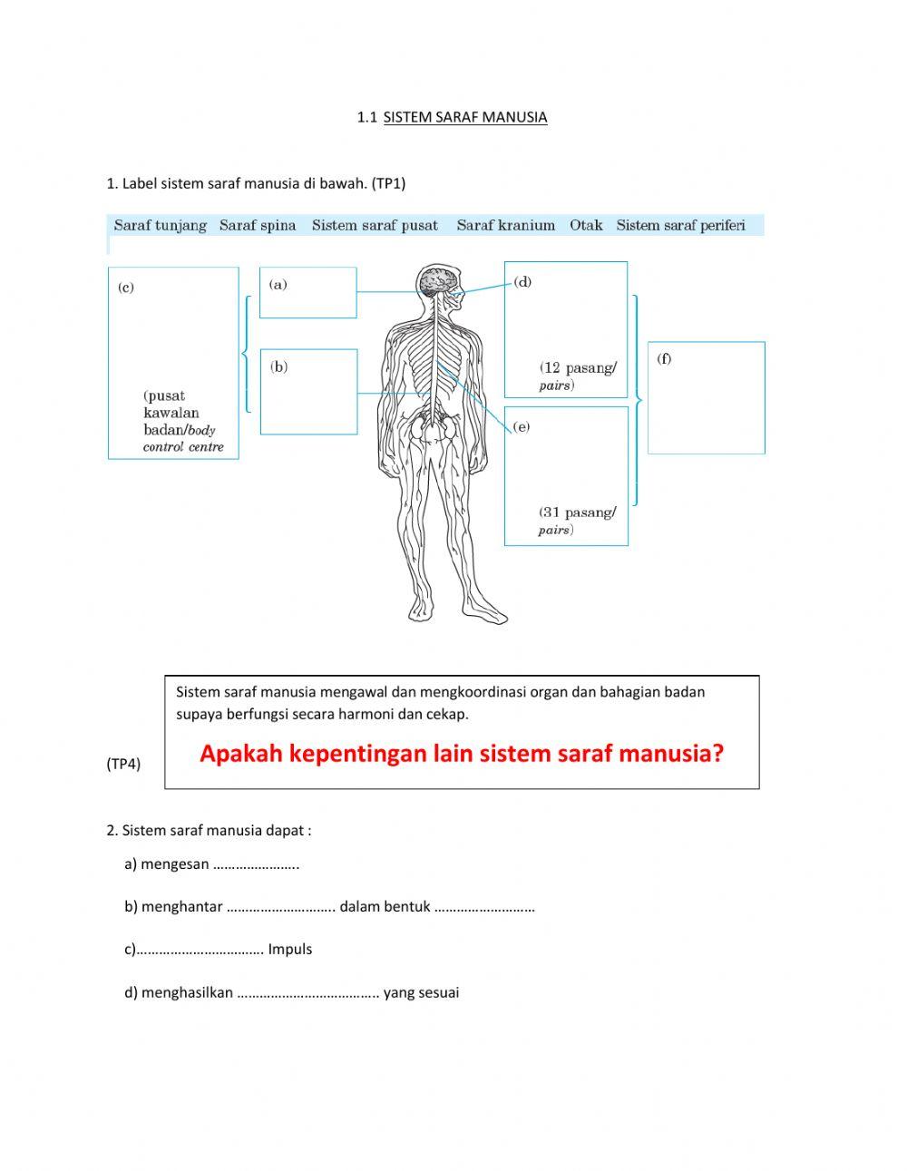 Sistem Saraf Manusia