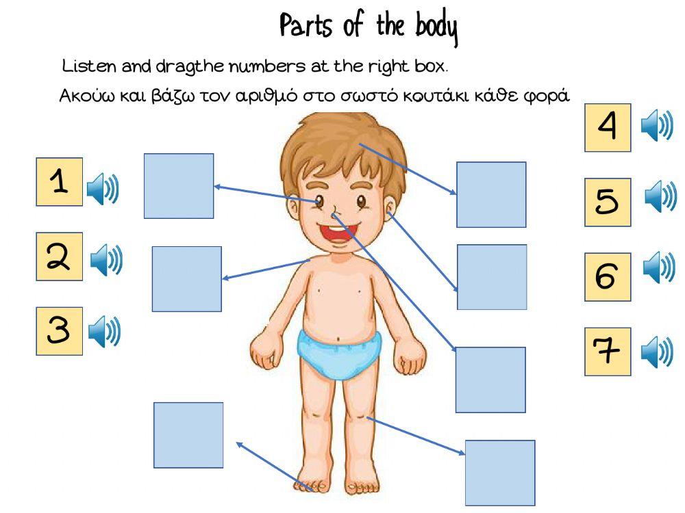 Year1-body parts