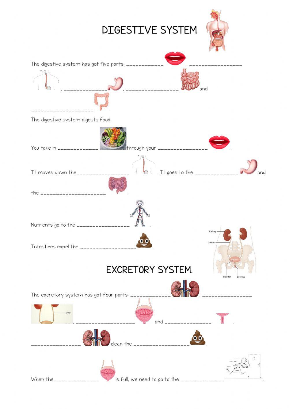 Digestive system and respiratory system