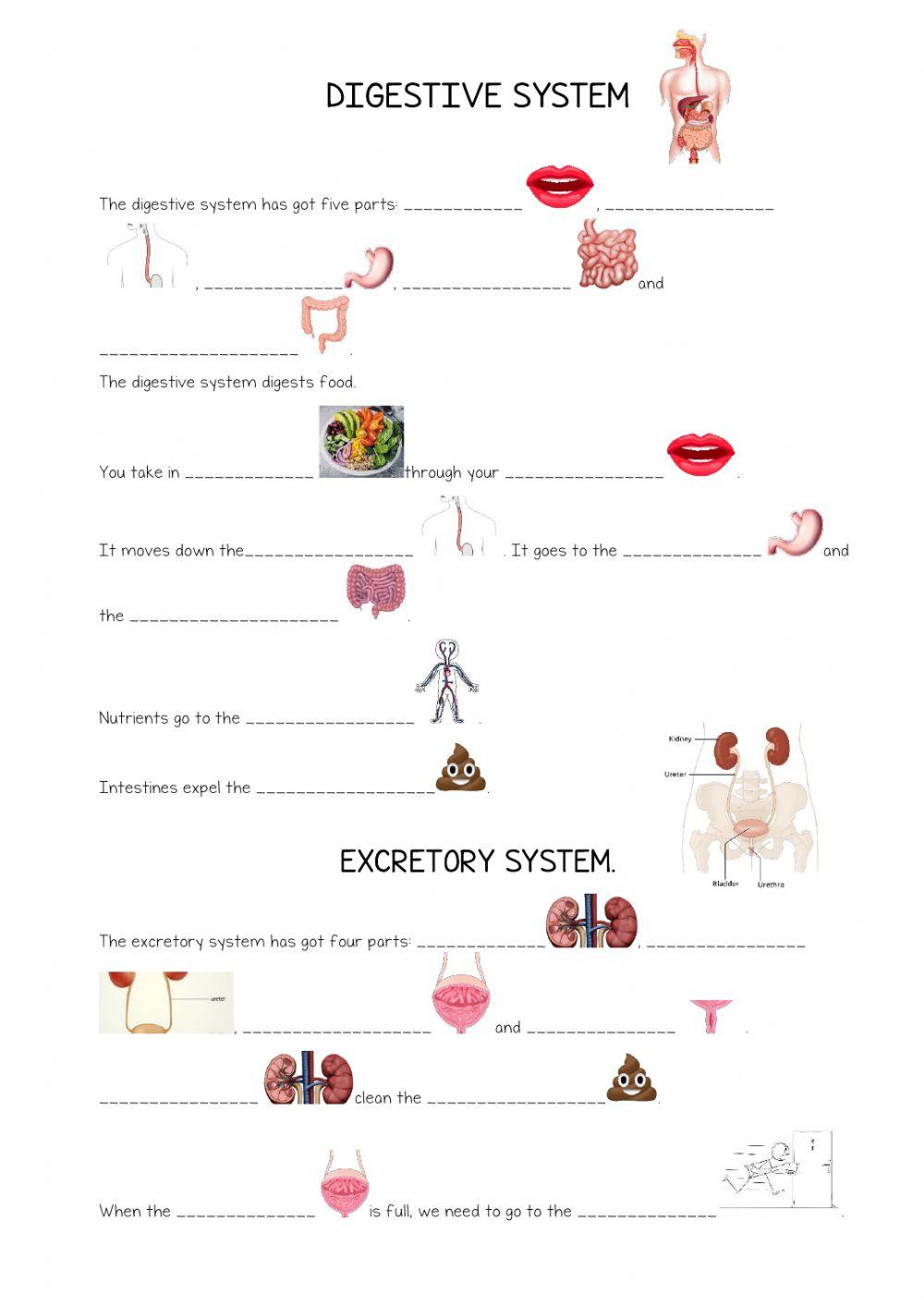 Digestive system and respiratory system