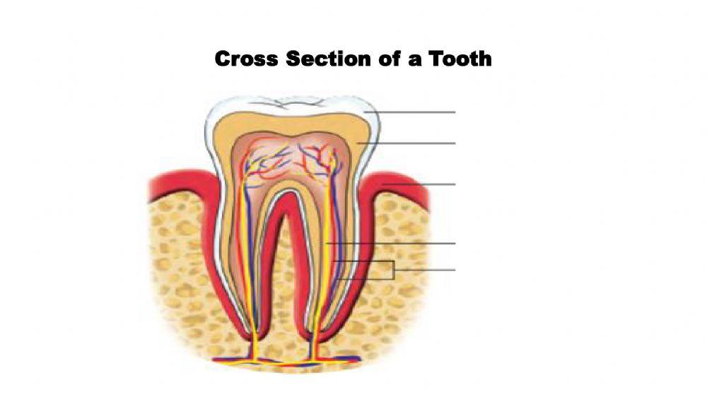 Year 3-Cross Section of a Tooth