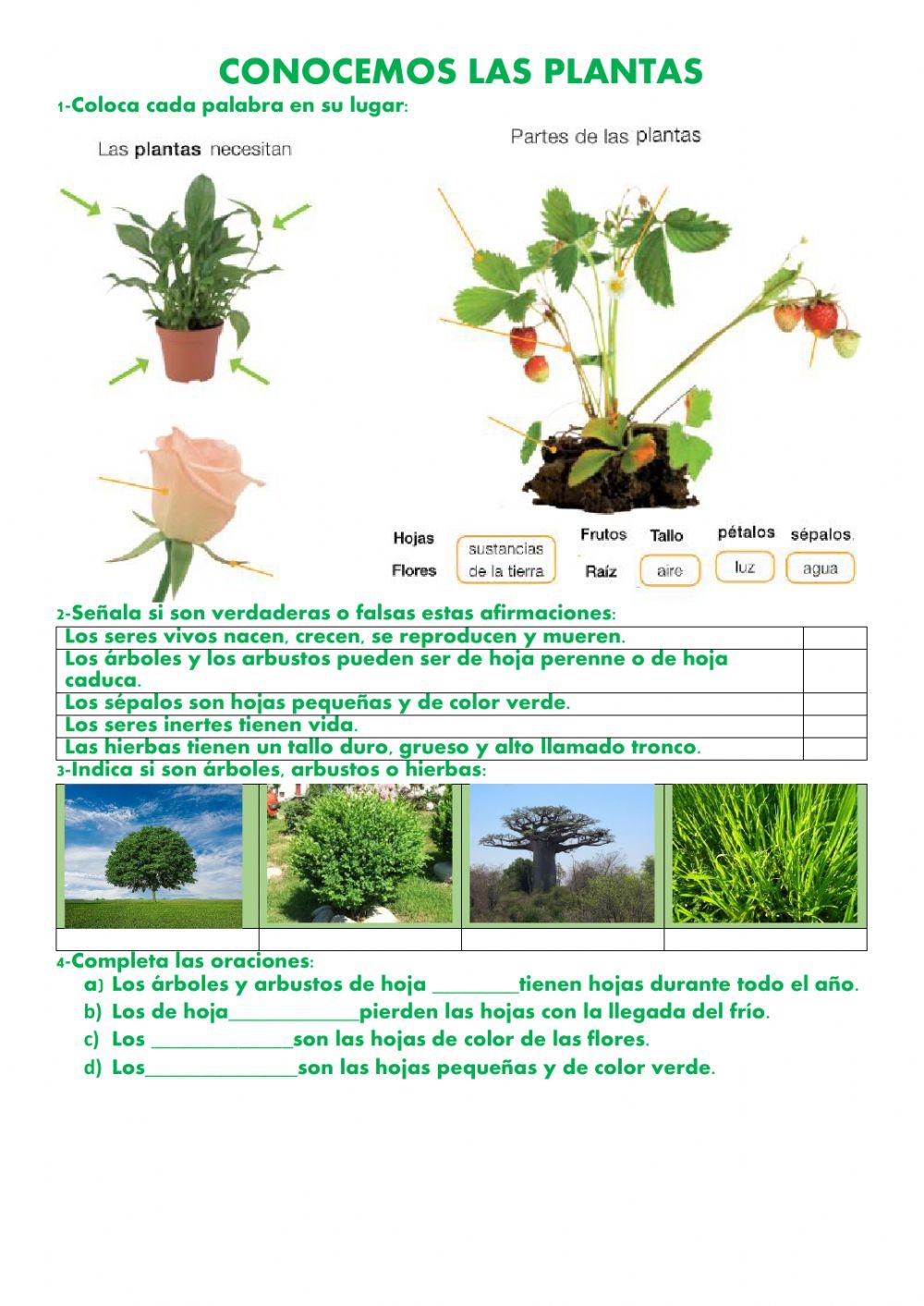 Conocemos las plantas