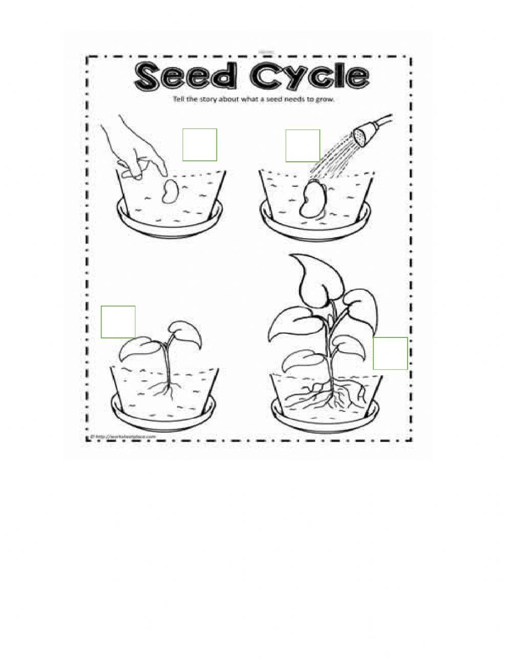 Cycle of plants