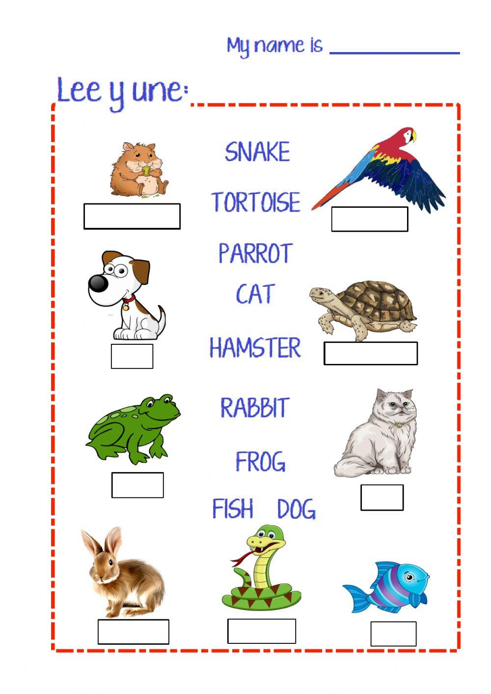 Pets vocabulary