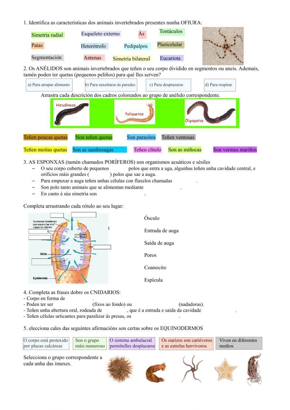 Invertebrados (poríferos, cnidarios, anélidos, equinodermos)