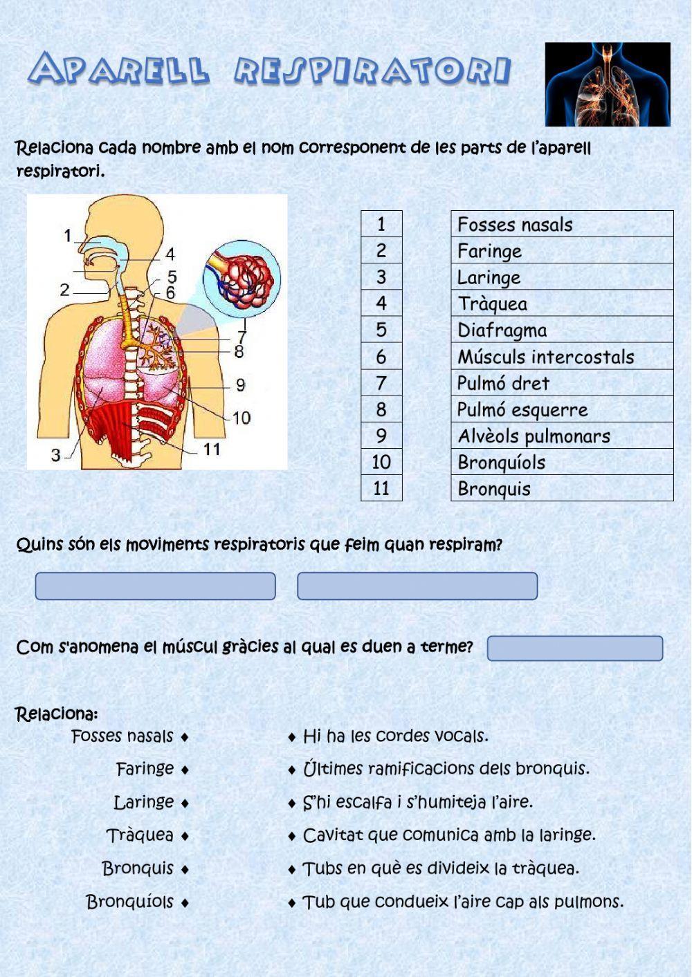 L'aparell respiratori