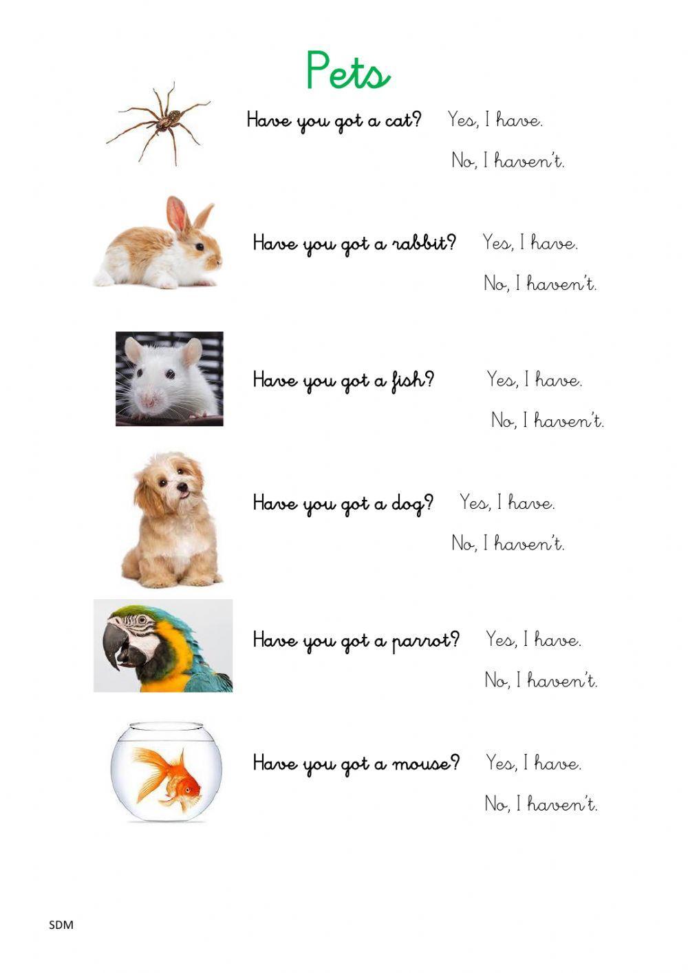 Pets - Have you got ...?