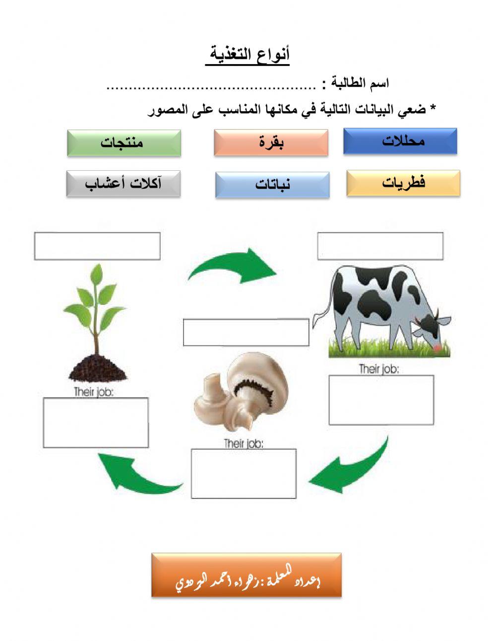 أنواع التغذية
