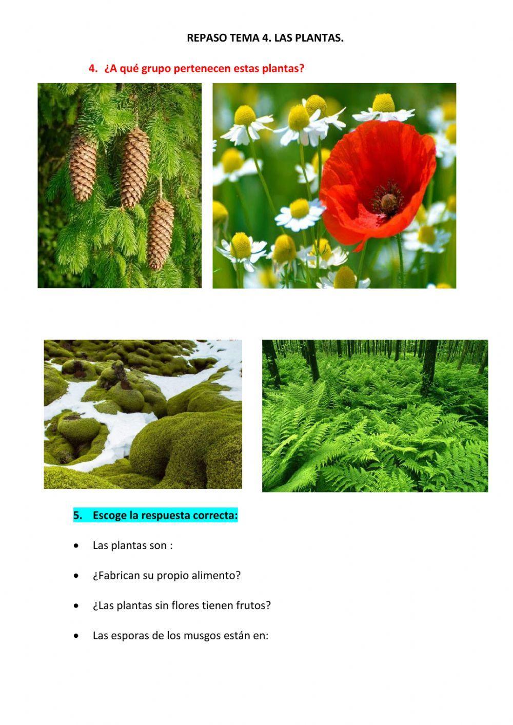 654654 Las Plantas Mariajoselasenda Liveworksheets 654654 Las Plantas Mariajoselasenda Liveworksheets