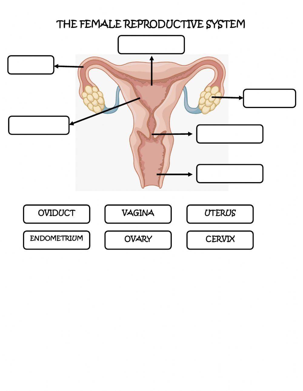 The Female Reproductive System
