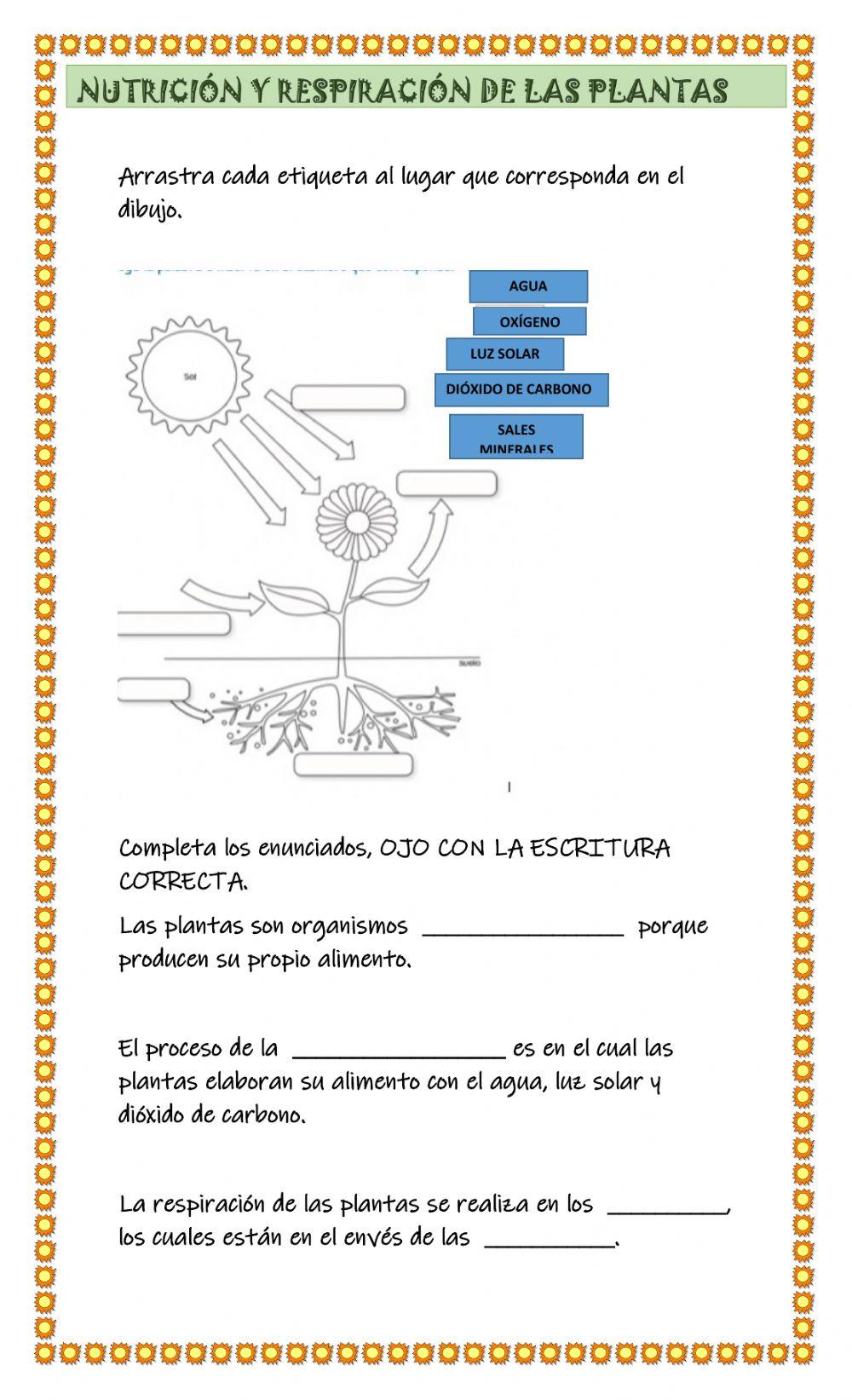 Nutrición y respiración de las plantas
