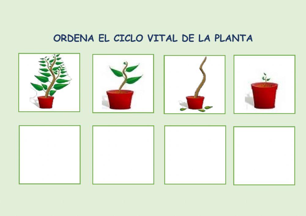 Ciclo de las plantas