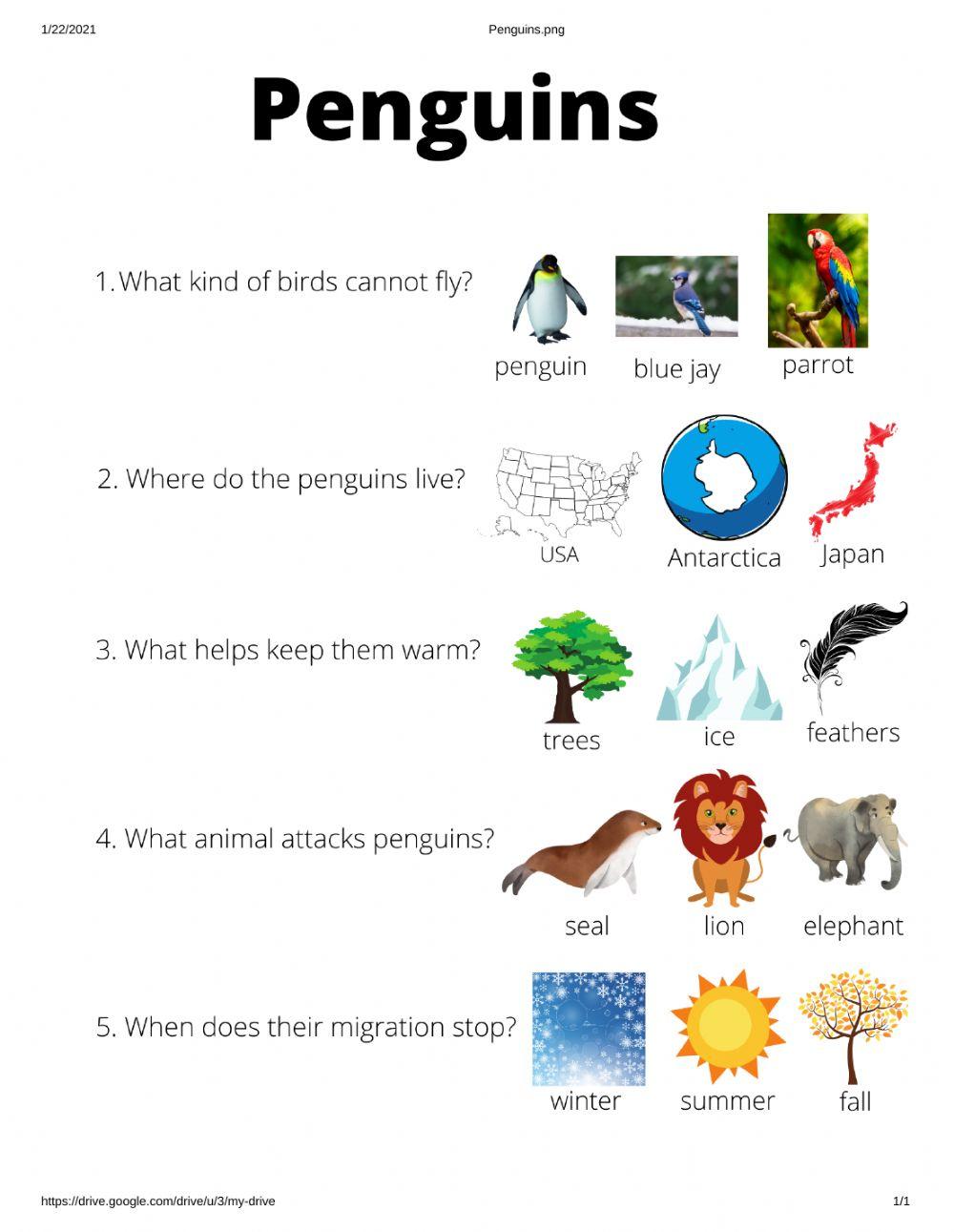 Penguin questions