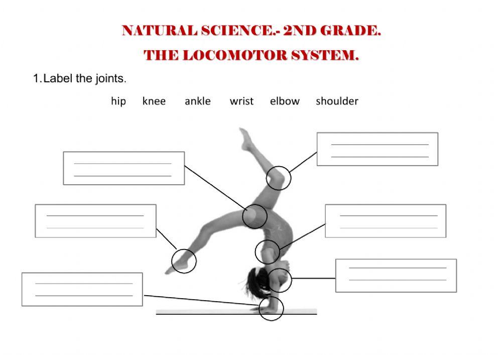 Locomotor and nervous system