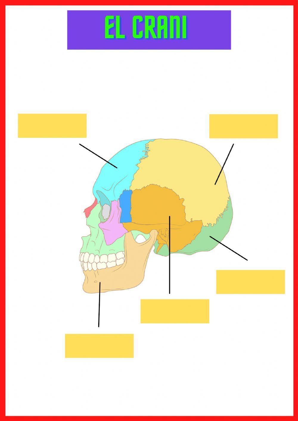 El crani