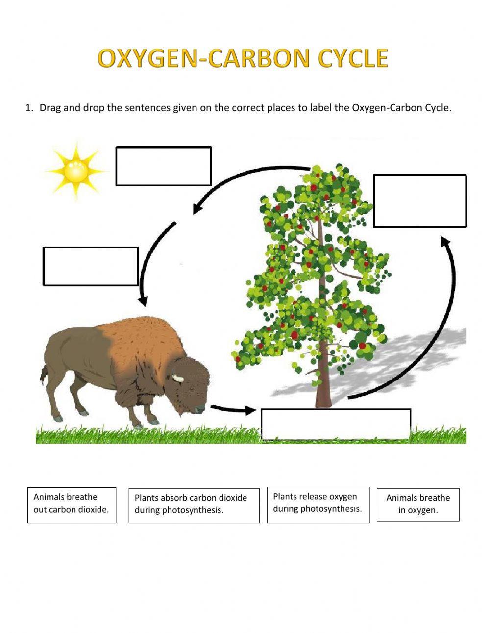Oxygen-Carbon Cycle