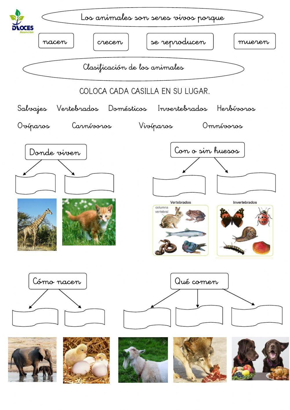 Clasificación de los animales Clasificación de los animales